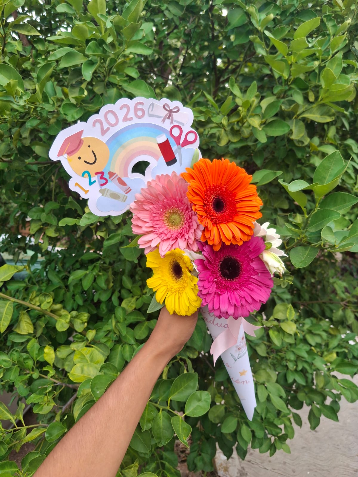 Conito Grad 5 gerberas + Topper