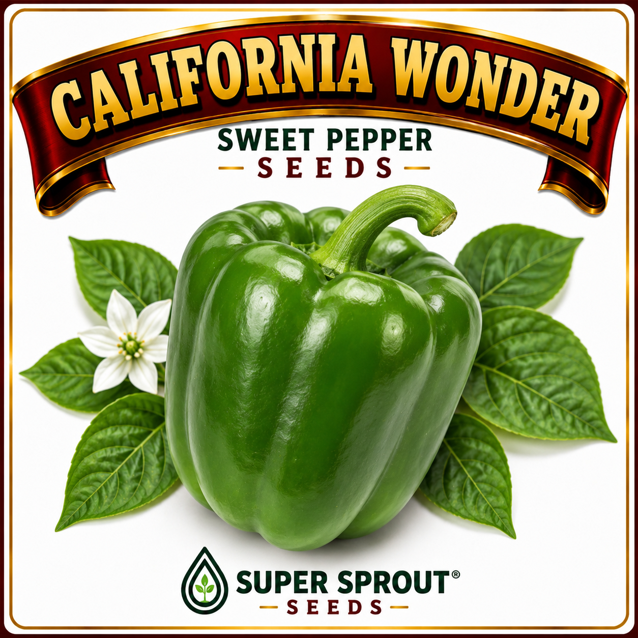 🫑CALIFORNIA WONDER PEPPER🫑 x 10+ organic seeds