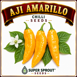 AJI AMARILLO CHILLI x 10+ organic seeds