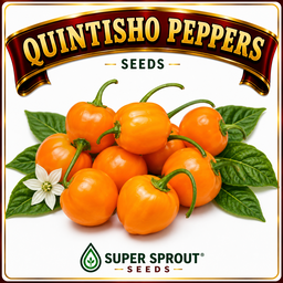 🌶QUINTISHO PEPPERS🌶 x 10+  organic seeds