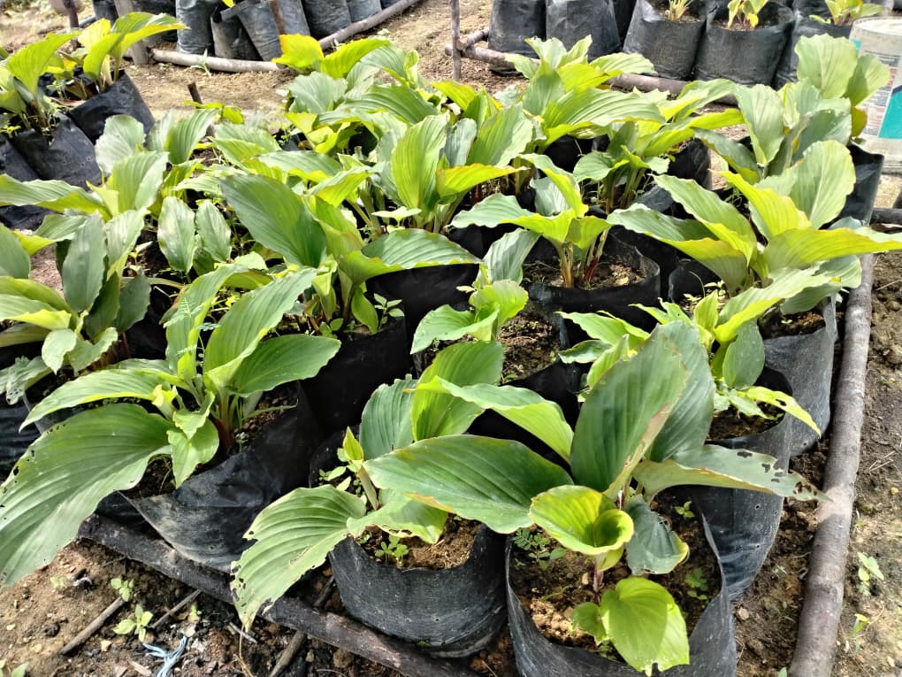 Black Ginger Plant_0