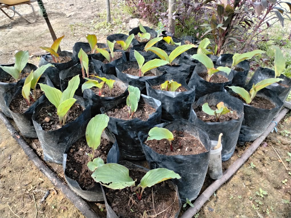 Black Ginger Plant_1