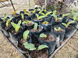 Black Ginger Plant