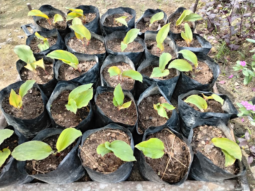 Black Ginger Plant_2