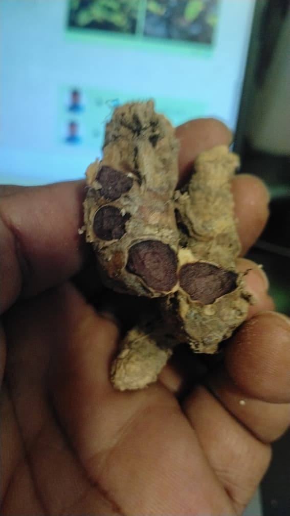 Black Ginger Plant_4