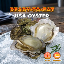 USA Oyster (1pcs)