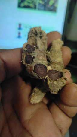 Raw Black Ginger
