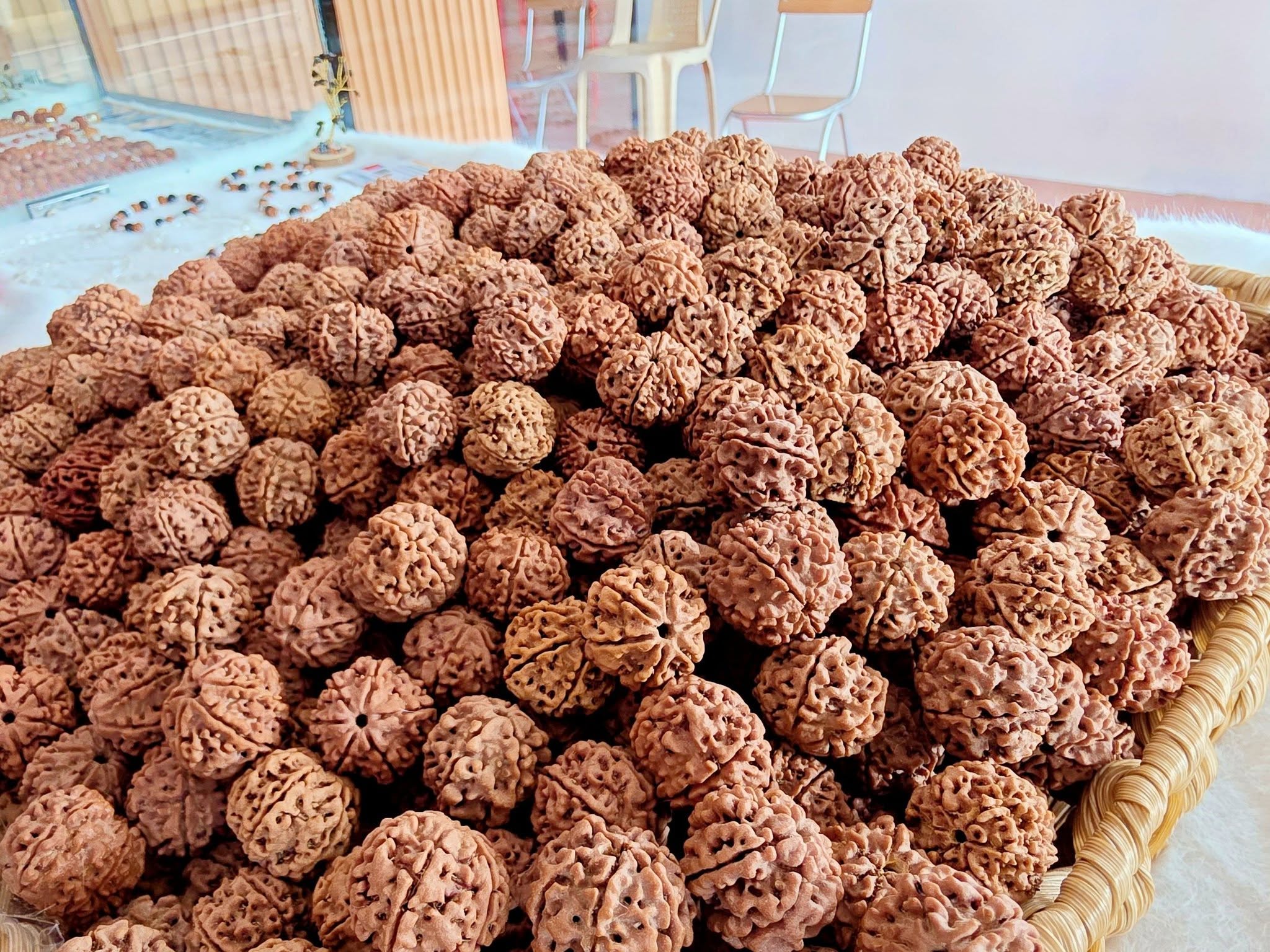 Free 5 Mukhi Rudraksha_1