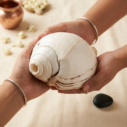 100% Natural Vama Varti Shankh (Conch Shell)