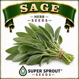🌱SAGE (Salvia officinalis)🌱 x 10 seeds