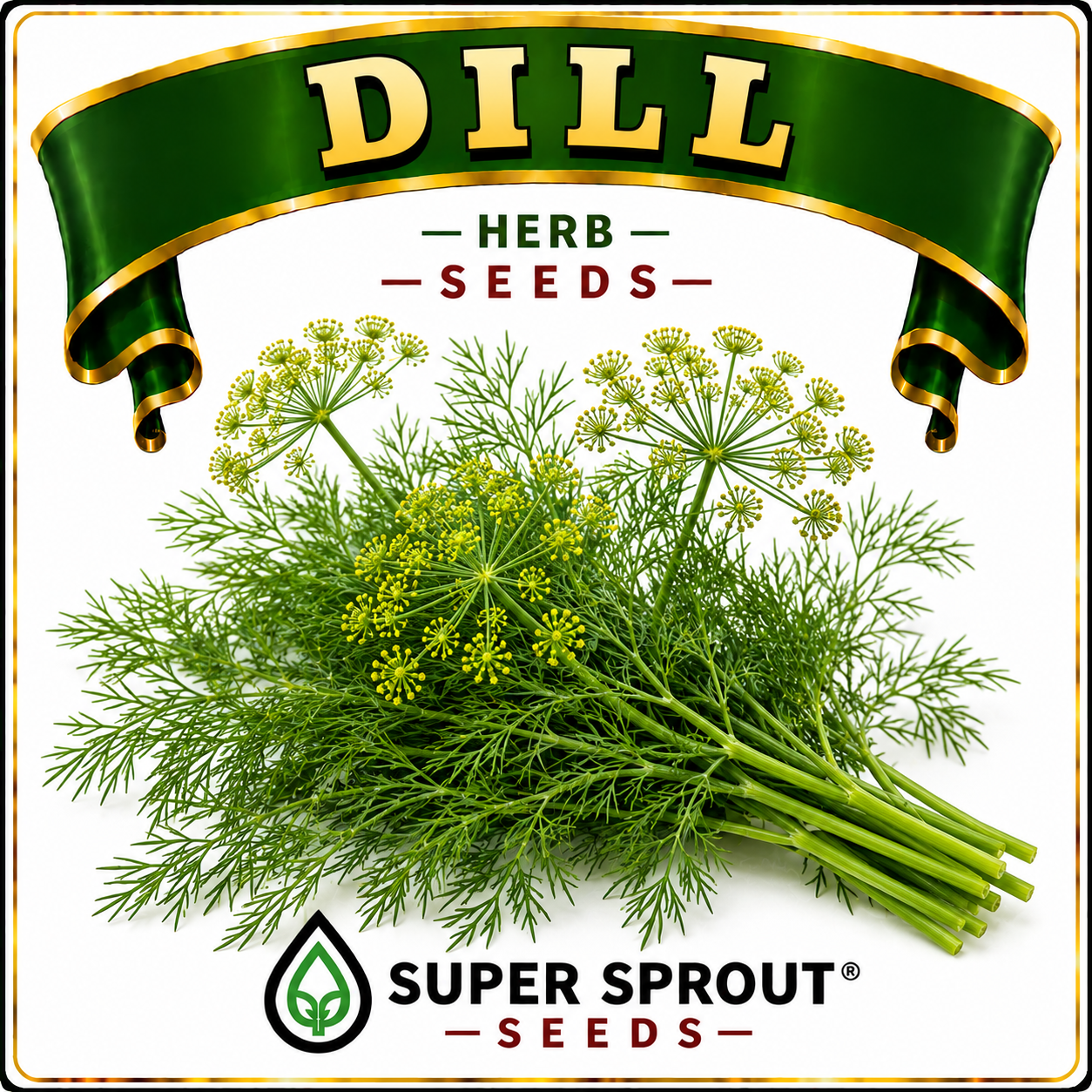 🌱DILL🌱 x 25 seeds