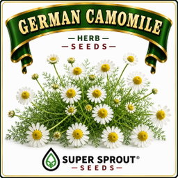 🌼GERMAN CHAMOMILE🌼 x100+ seeds