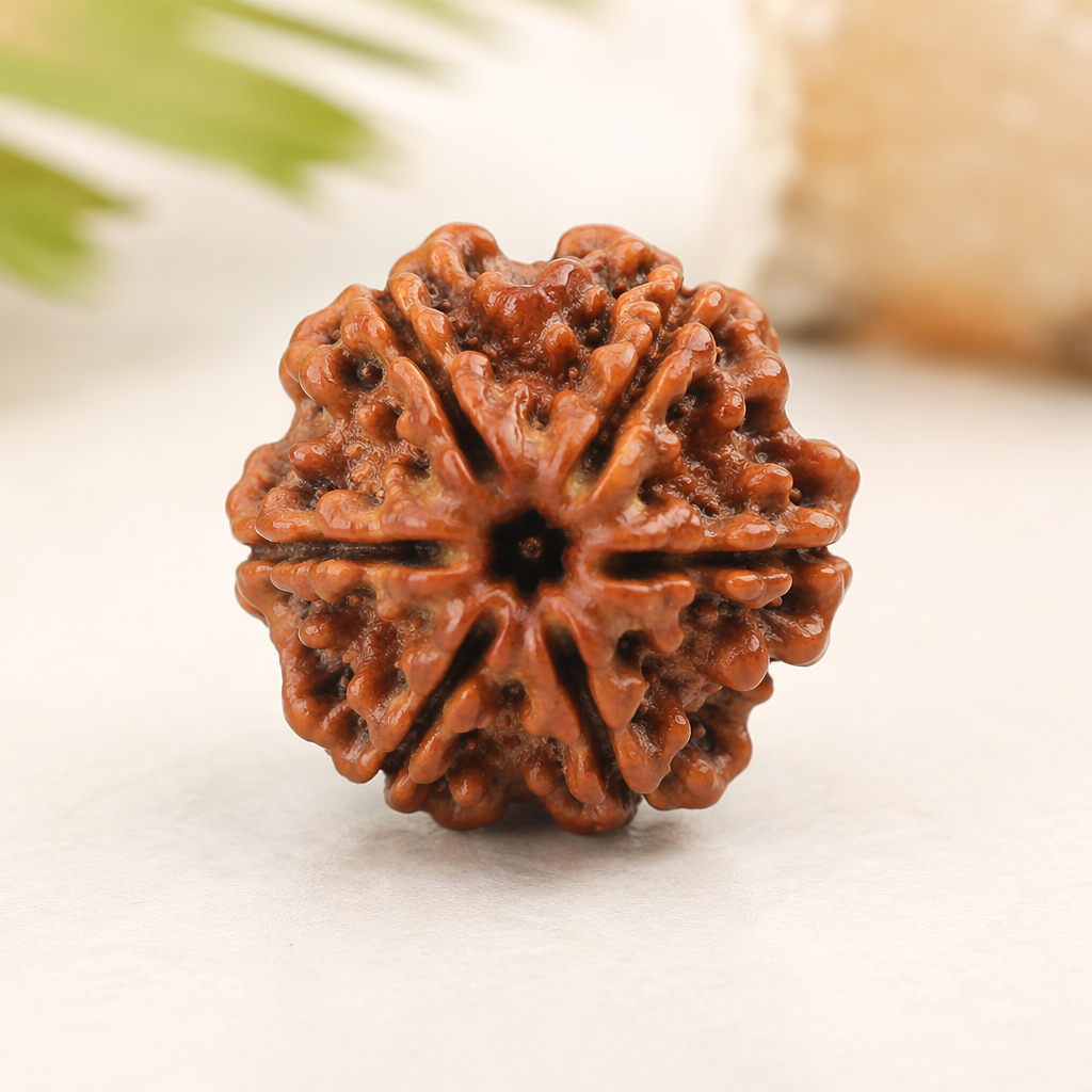 7 Mukhi Rudraksha