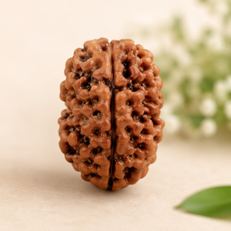 2 Mukhi Rudraksha