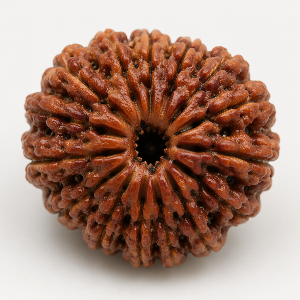 14 Mukhi Rudraksha_0