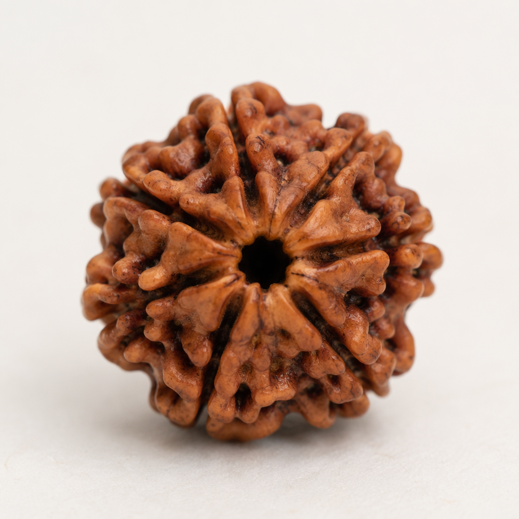 8 Mukhi Rudraksha