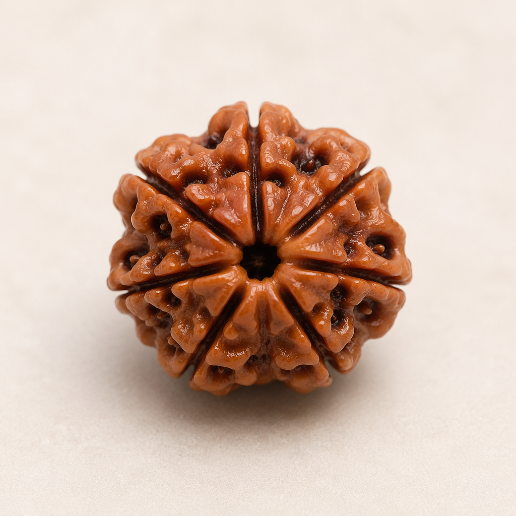 6 Mukhi Rudraksha