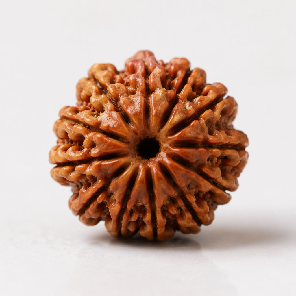 12 Mukhi Rudraksha