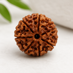 5 Mukhi Rudraksha