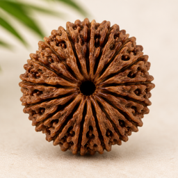 18 Mukhi Rudraksha