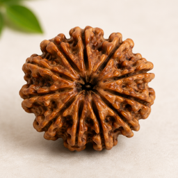 11 Mukhi Rudraksha