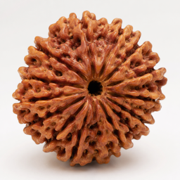 19 Mukhi Rudraksha