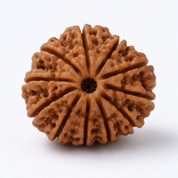 13 Mukhi Rudraksha
