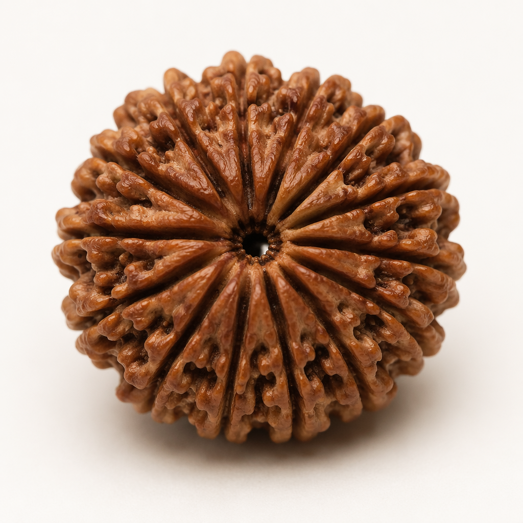 16 Mukhi Rudraksha_1