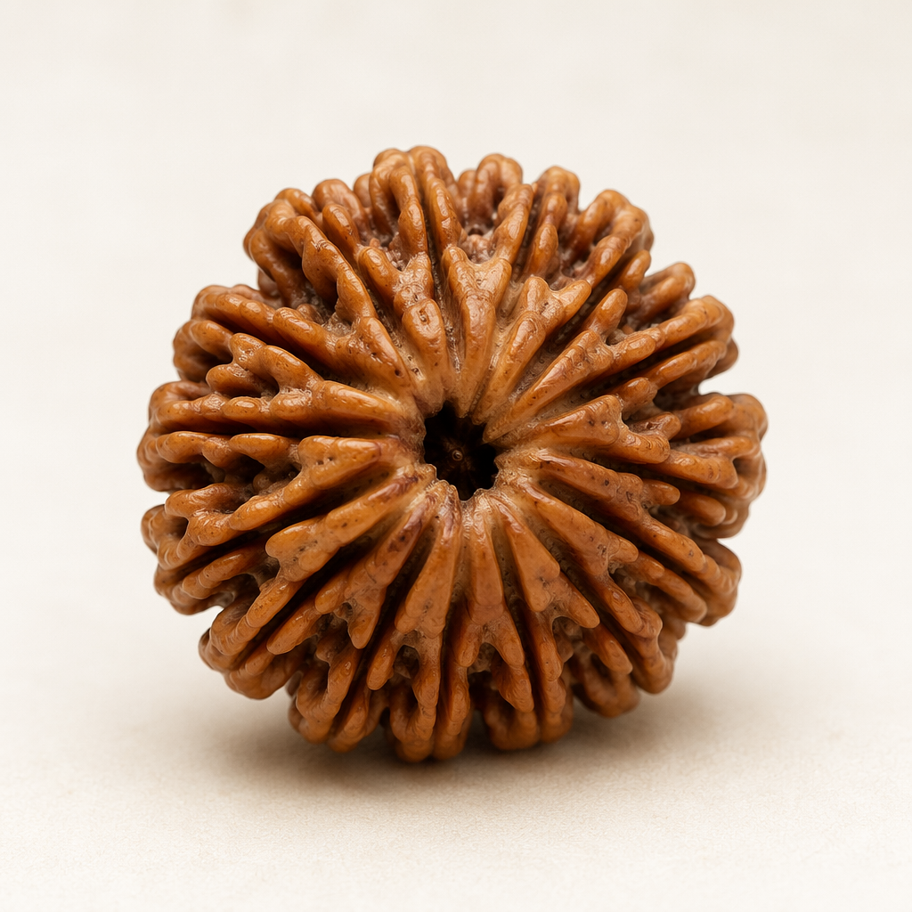 17 Mukhi Rudraksha_1