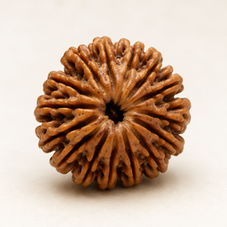 17 Mukhi Rudraksha