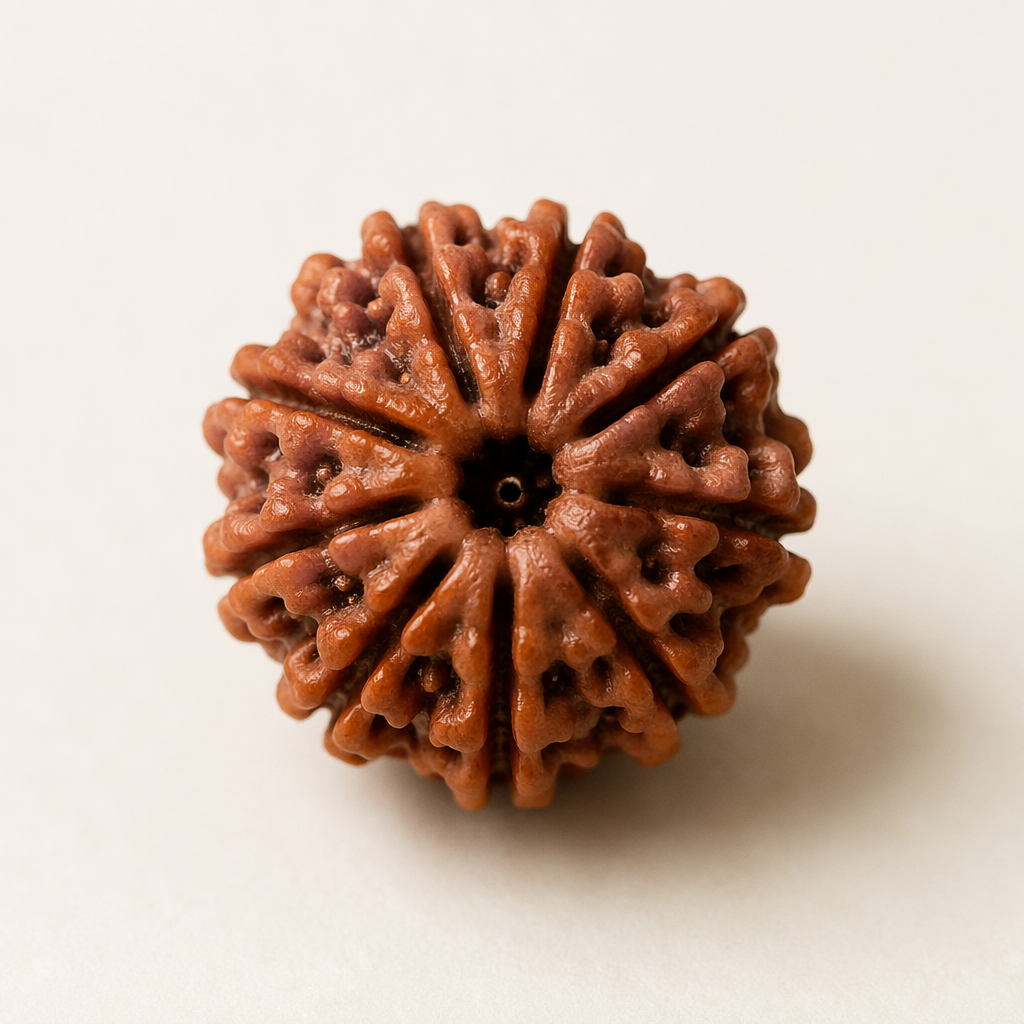 9 Mukhi Rudraksha_0