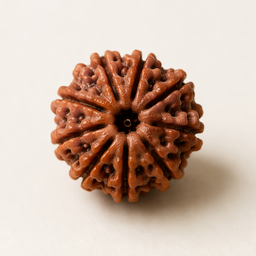 9 Mukhi Rudraksha