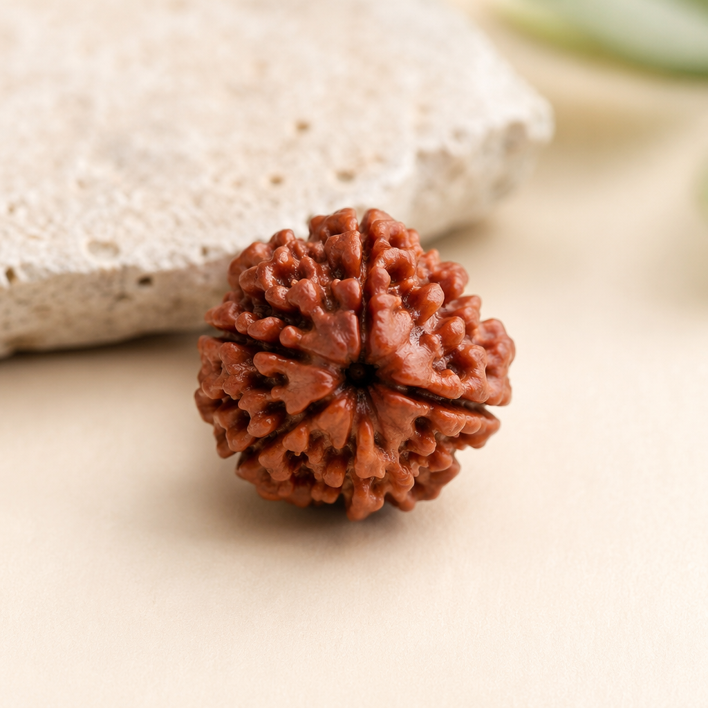 3 Mukhi Rudraksha