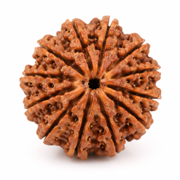 15 Mukhi Rudraksha