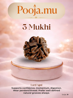 3 Mukhi Rudraksha