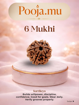 6 Mukhi Rudraksha