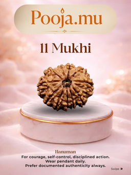 11 Mukhi Rudraksha