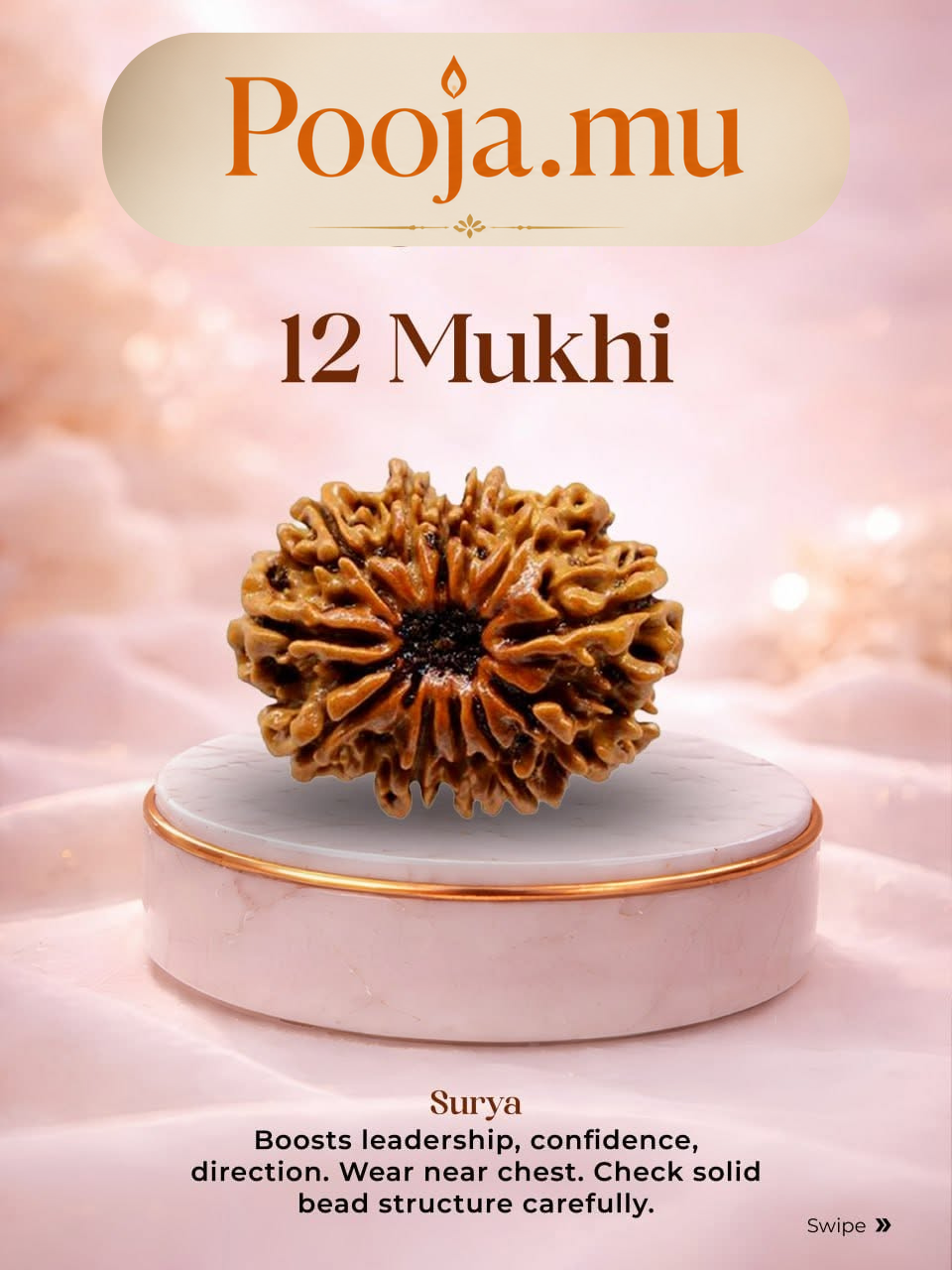 12 Mukhi Rudraksha_1