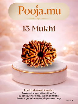 13 Mukhi Rudraksha