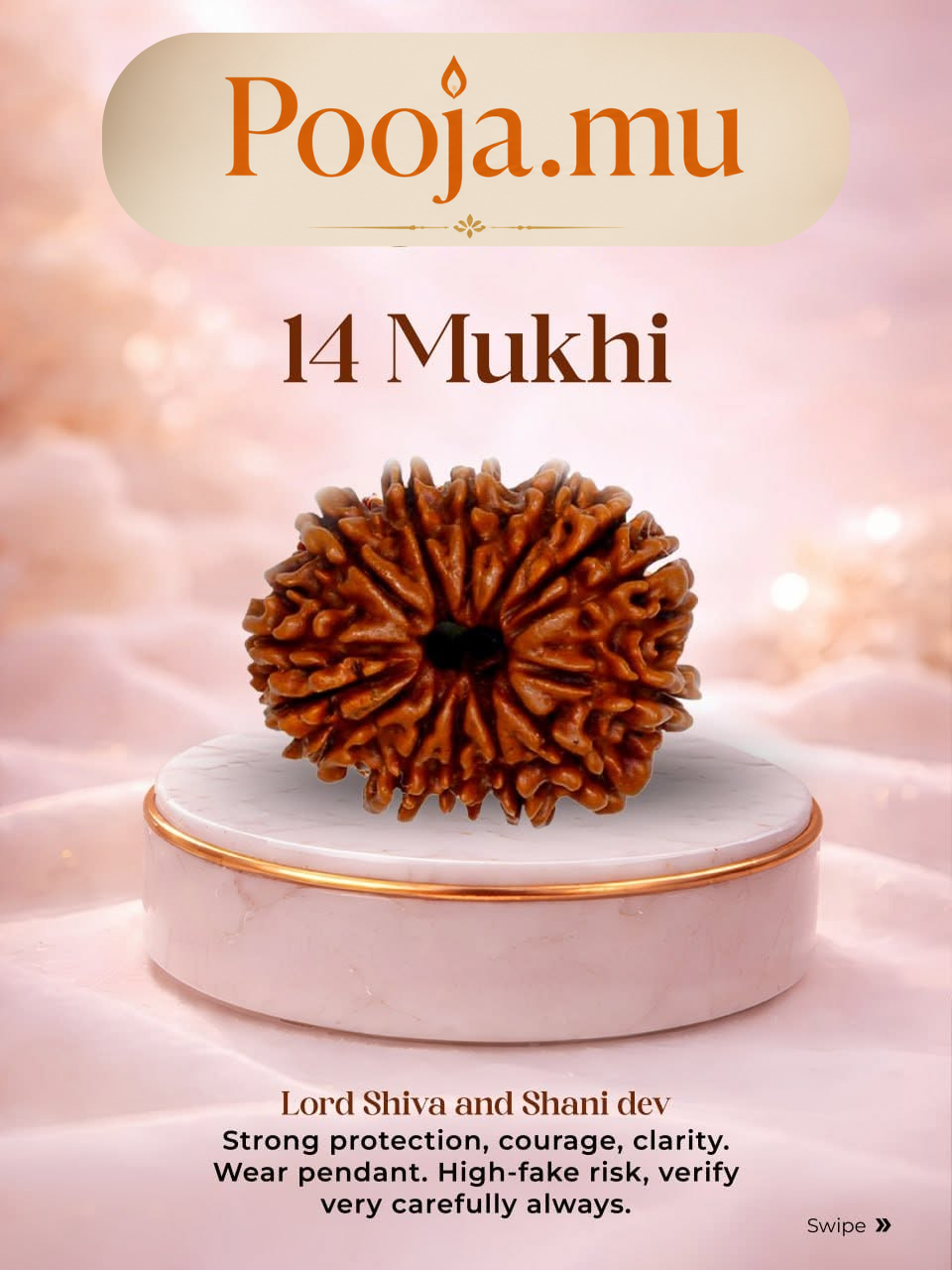 14 Mukhi Rudraksha_1
