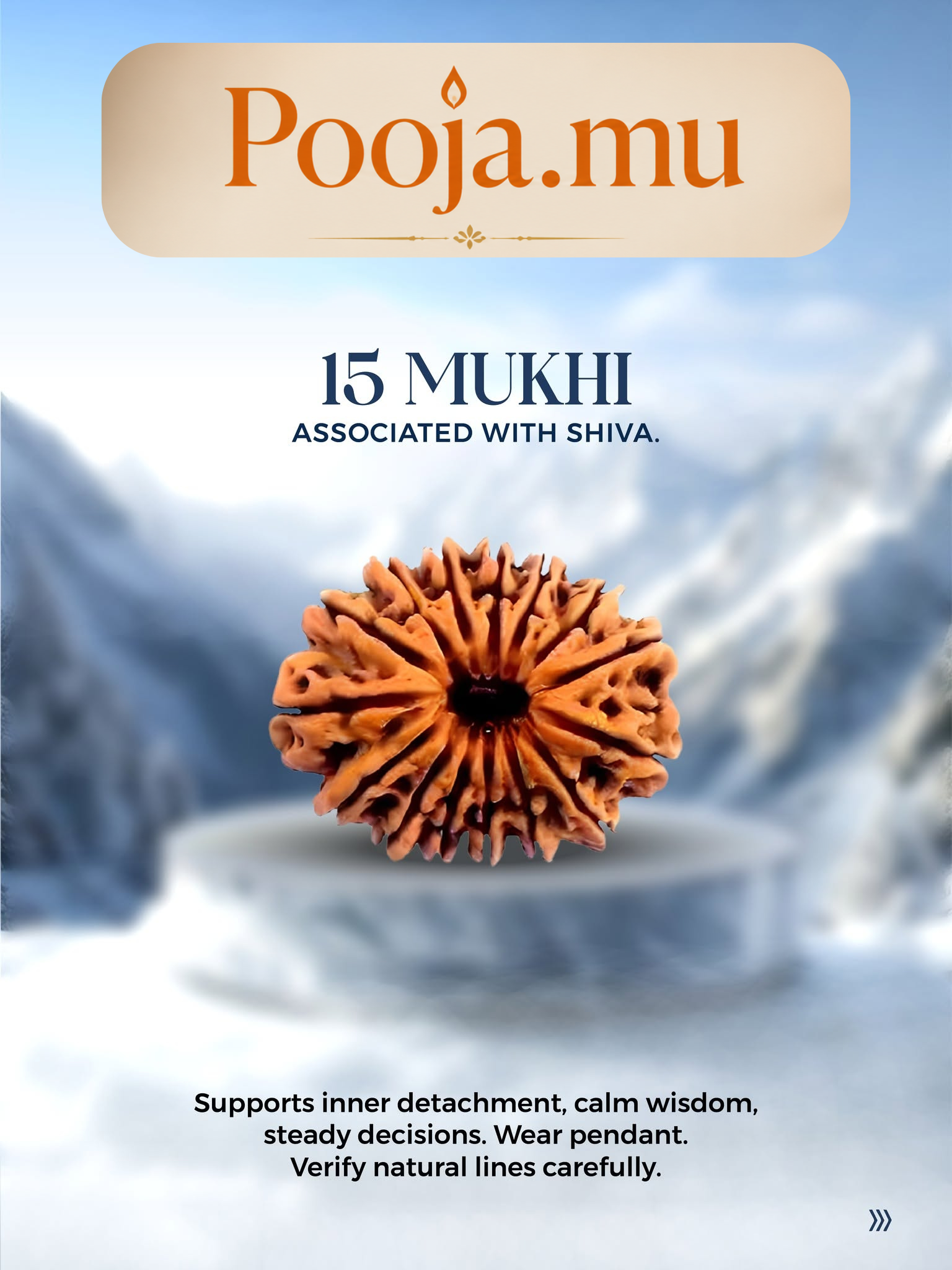 15 Mukhi Rudraksha_0