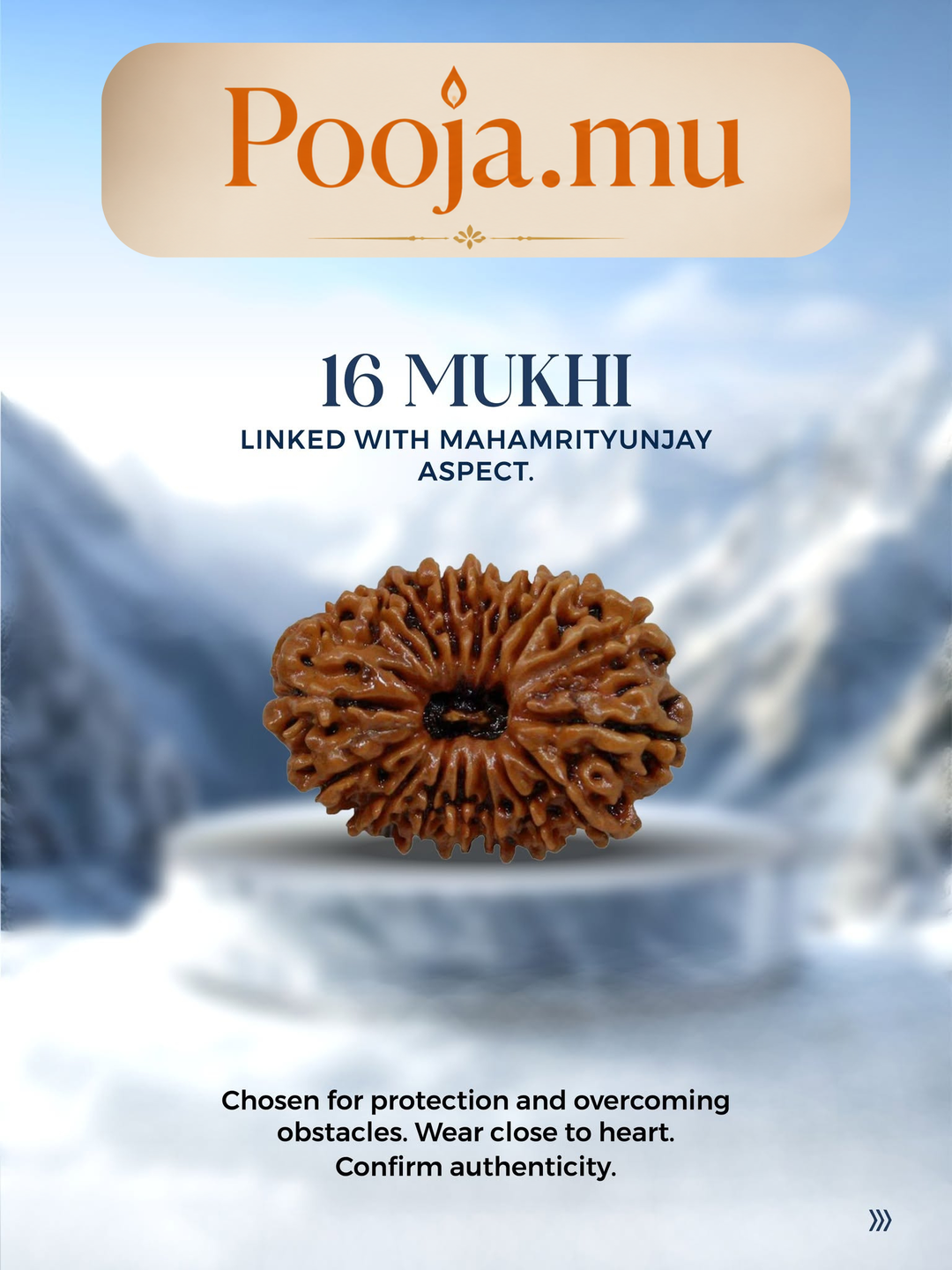 16 Mukhi Rudraksha