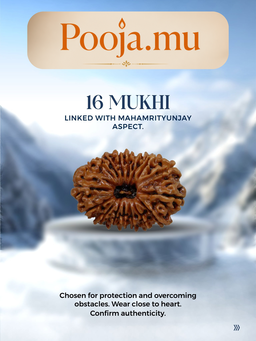 16 Mukhi Rudraksha