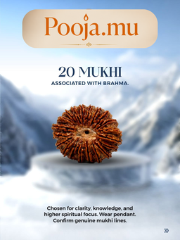 20 Mukhi Rudraksha
