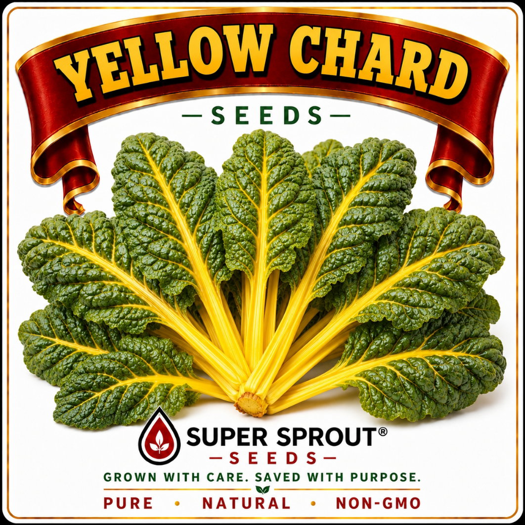 YELLOW SWISS CHARD x 35+ organic seeds