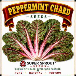 PEPPERMINT  SWISS CHARD x 50+ seeds