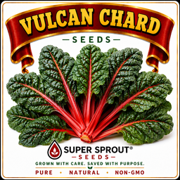 VULCAN CHARD x 50+ organic seeds