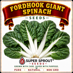 FORDHOOK GIANT SWISS CHARD x 50+ seeds