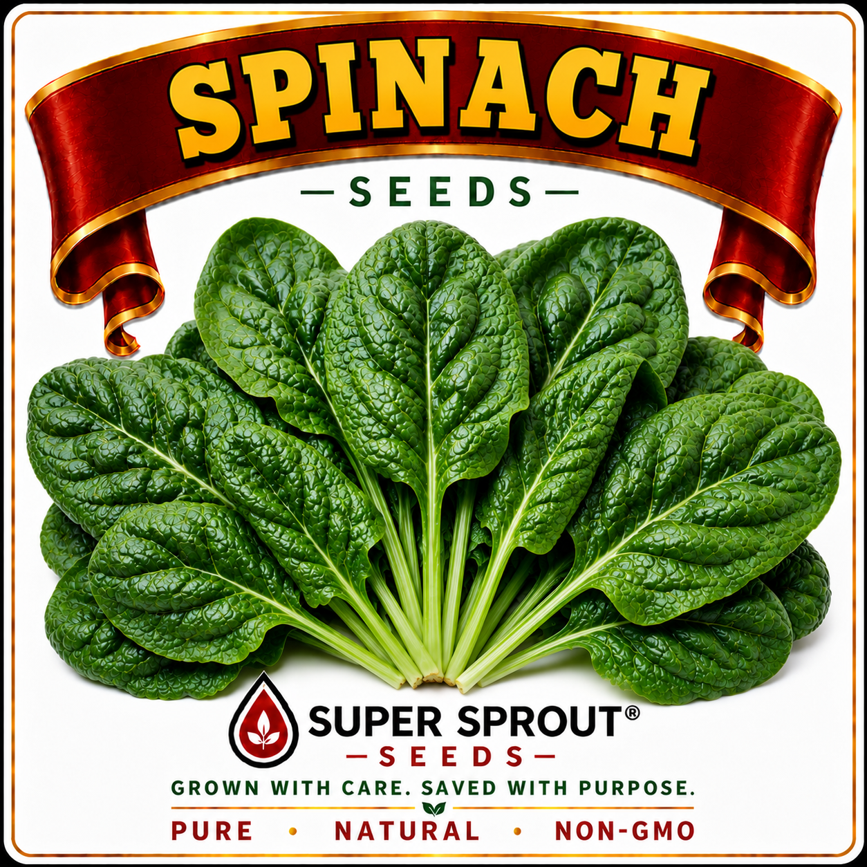 SPINACH CHARD x 50+ seeds