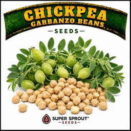 🌿CHICKPEAS🌿 x 20+ organic seeds